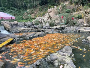 Suối Cá Vàng Khe Tọ