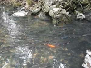 Suối cá Thần Cẩm Liên