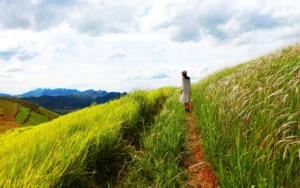 Đồng cỏ Sao Đỏ - Mộc Châu - Sơn La