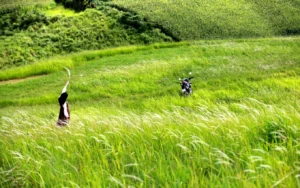 Đồng cỏ Sao Đỏ - Mộc Châu - Sơn La