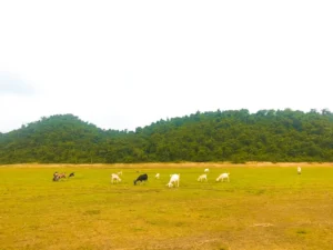 Khu du lịch sinh thái Camping Xuân Thái