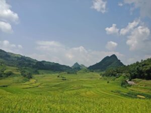 Si Ma Cai