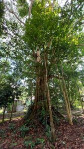 Vườn Quốc Gia Nam Cát Tiên