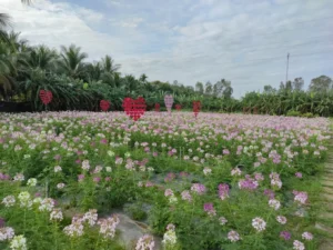 Cánh đồng hoa Thiên Anh