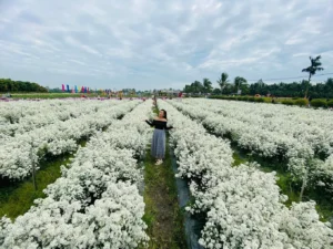 Cánh đồng hoa Thiên Anh