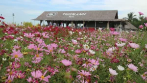 Cánh đồng hoa Thiên Anh