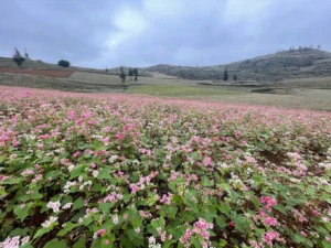 Thảo nguyên Suối Thầu