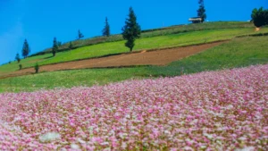 Thảo nguyên Suối Thầu