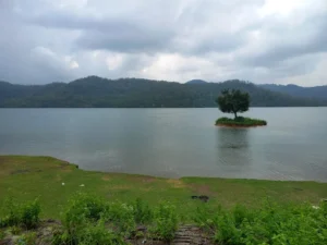 Cây Cô Đơn Hồ Phú Ninh