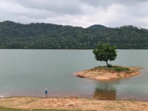 Cây Cô Đơn Hồ Phú Ninh