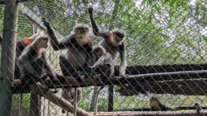 Endangered Primate Rescue Center