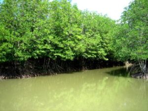 Khu du lịch sinh rừng đước Trà Vinh