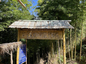 Rừng trúc Mù Cang Chải