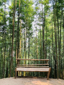 Rừng trúc Mù Cang Chải