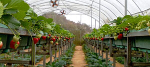 Trang trại dâu tây Lùng Phình