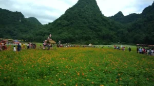 Vườn hoa Tam giác mạch