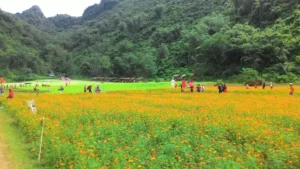 Vườn hoa Tam giác mạch