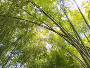 Con đường tre đẹp nhất Hậu Giang