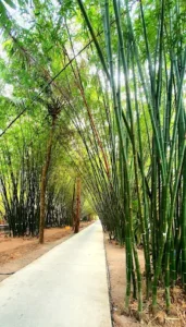 Con đường tre đẹp nhất Hậu Giang