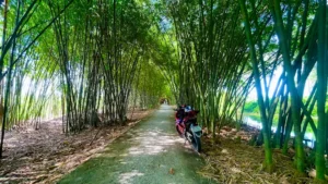 Con đường tre đẹp nhất Hậu Giang