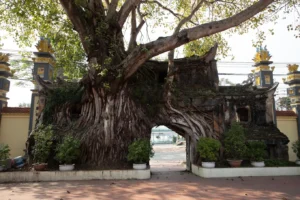 Đình làng Phú Hậu