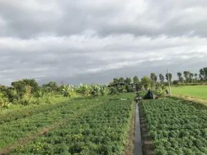 Nông Trại Tam Nông