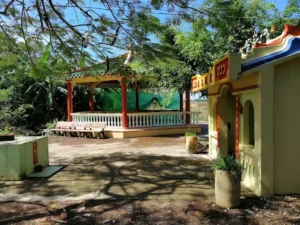 Cây Xoài 341 tuổi