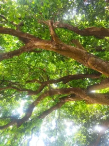 Cây Xoài 341 tuổi