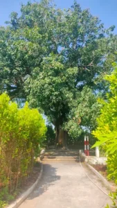 Cây Xoài 341 tuổi