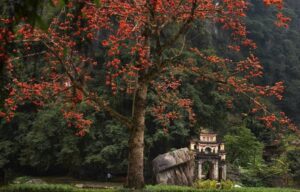 Cây gạo cổ thụ Ninh Bình