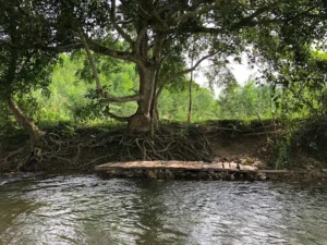 Bãi tắm Cây Sung