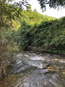Bãi tắm Cây Sung