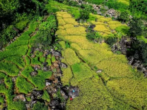 Ruộng bậc thang Long Túc