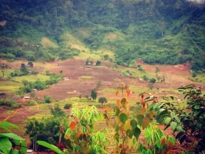 Ruộng bậc thang Long Túc