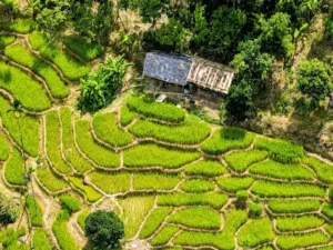 Ruộng bậc thang Long Túc
