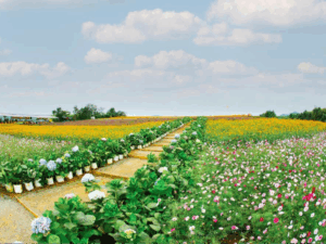 Thung lũng hoa Phủ Quỳ - Nghĩa Đàn - Nghệ An