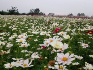 Thung lũng hoa Phủ Quỳ - Nghĩa Đàn - Nghệ An