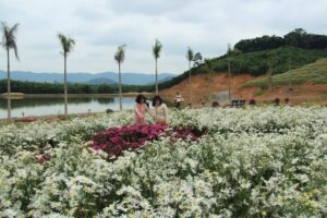 Thung lũng hoa Phủ Quỳ - Nghĩa Đàn - Nghệ An