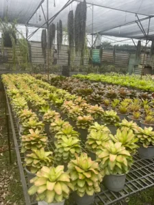 Vườn kiểng Thành Tâm