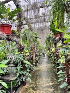 Vườn kiểng Thành Tâm