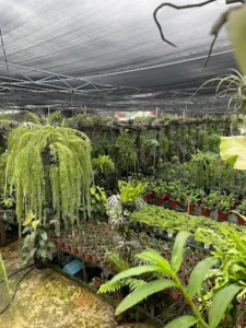 Vườn kiểng Thành Tâm