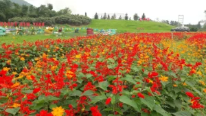 Thiên Đường Hoa Quảng La