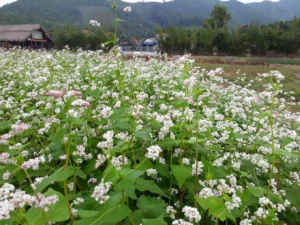 Thiên Đường Hoa Quảng La