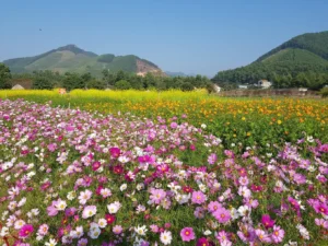 Thiên Đường Hoa Quảng La