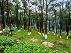 Vườn Quốc gia Ba Vì