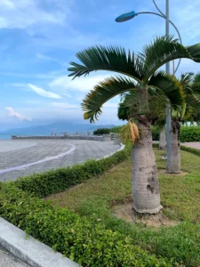 Công viên Cầu Trần Phú