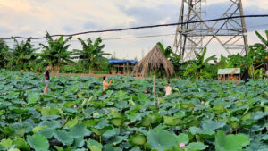 Đầm sen ông Mười