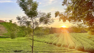 Đồi chè Mỹ Bằng