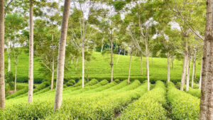 Đồi chè Mỹ Bằng