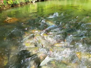 Hang cá thần Văn Nho